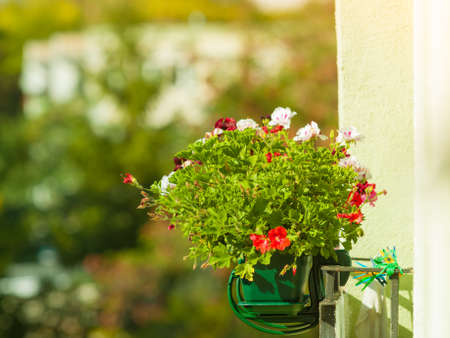 Floristry, house decorations concept. Decorative balcony flowers in pots with hanger. Outdoor shot on sunny day.の写真素材