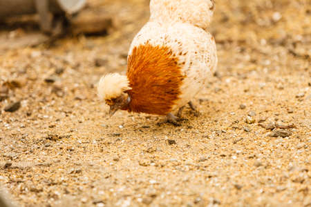 Ornithology, agriculture, homeste animals concept. Beautiful colorful chicken hen closeup walking outside.の写真素材