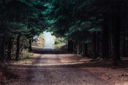 Dirt path road through dark coniferous forest. Beauty of nature atmosphere concept.の写真素材
