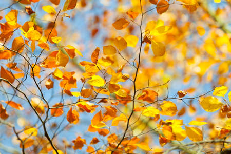 Nature vegetation outdoor concept. Autumnal branches in sun. Golden leaves on branch surrounded by...