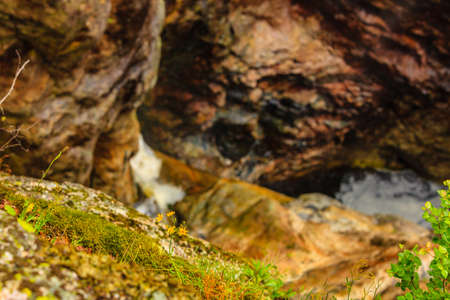 Yellow flowers. Spring or summer time in norwegian mountains area. Stone rock in the background