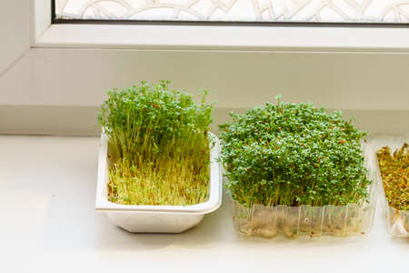 Cress in a plastic makeshift pot standing on windowsill. Herbal flavor seasoning during easter.の写真素材