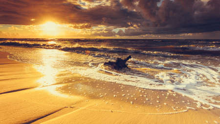 Baltic sea coast at golden romantic sunset time, with trunks and tree roots in water on empty shore,...