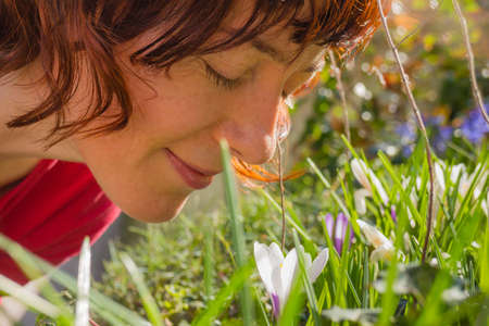 Close up of woman smelling white crocus in flower garden in bloom during spring weather with beautiful sunlight.の写真素材