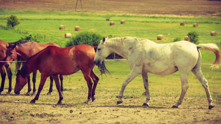 Horses herd on meadow field during summer or spring time. Idyllic countryside landscapes with animals concept.の写真素材