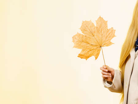 Autumnal natural decorations concept. Woman holding autumn leaf. Studio shot on orange background.の写真素材