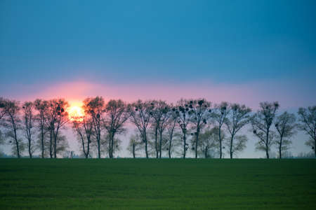 Beautiful landscape of sun during sunset hiding behind trees. Beauty of nature concept.の写真素材