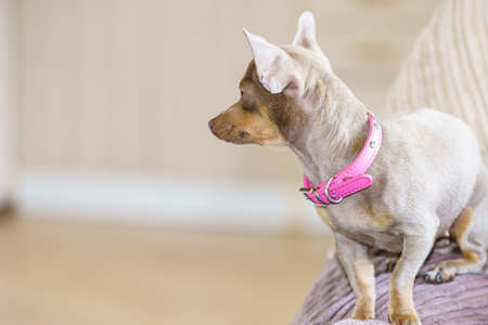 Little pinscher ratter prazsky krysarik purebreed small dog sitting relaxing and chilling on sofa couch indoor.の写真素材