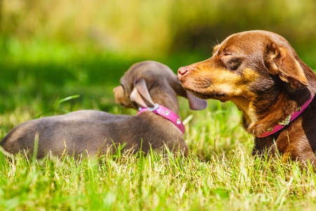 Little dogs dachshund and pinscher ratter prazsky krysarik crossbreed playing outside on grass during summer spring weatherの写真素材