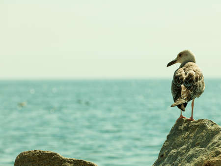 Seaside animals, ornithology, beauty of nature concept. Seagull standing on rock, water sea in backgroundの写真素材