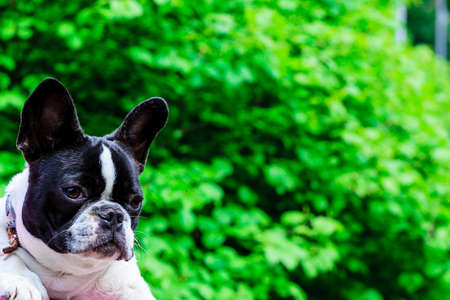 Animals love, pets outside concept. Little cute black and white french bulldog captured in green parkの写真素材