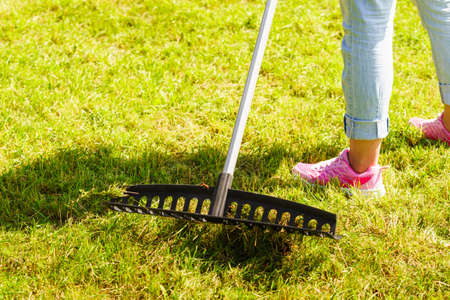 Gardening. Female adult raking green lawn grass with rake tool on her backyard