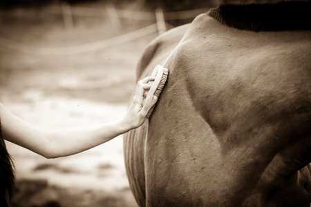 Person taking care of horse, brushing grooming animal after ride. Rural farm animals concept.の写真素材