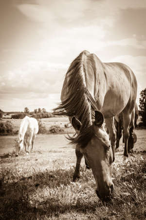 Horses herd on meadow field during summer or spring time. Idyllic countryside landscapes with animals concept.の写真素材