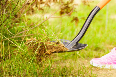 Woman gardener digs ground soil with shovel for removal withered dried thuja tree from her backyard. Yard work around the houseの写真素材