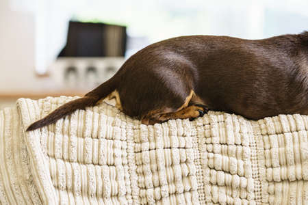 Little dachshund purebreed long bodied short legged small dog sitting relaxing and chilling on sofa couch indoor.の写真素材