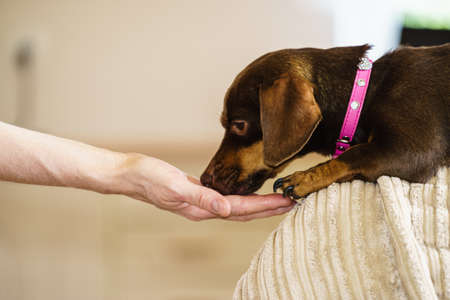 Little dachshund purebreed long bodied short legged small dog eating food for human owner male hand.