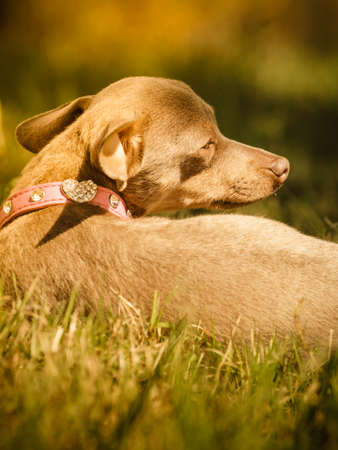 Little pinscher ratter prazsky krysarik crossbreed small dog playing outside on grass during summer spring weatherの写真素材