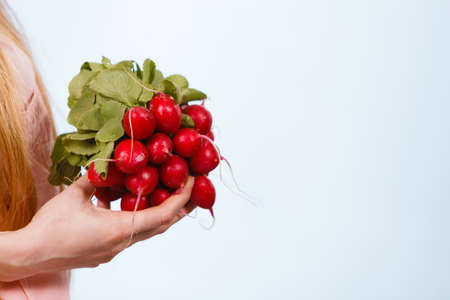 Woman hand holding pink red delicious raddish vegetable on blue studio background.の写真素材