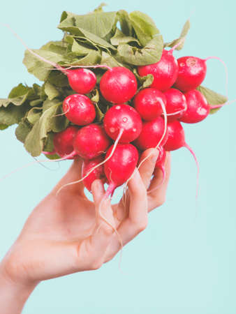 Woman hand holding pink red delicious raddish vegetable on blue studio background.の写真素材