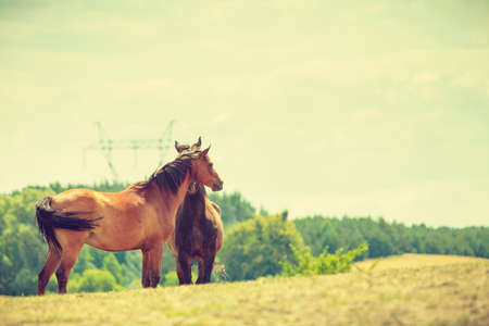 Two brown wild horses on meadow idyllic field. Agricultural mammals animals in natural environment.