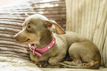 Little pinscher ratter prazsky krysarik purebreed small dog sitting relaxing and chilling on sofa couch indoor.の写真素材