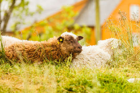 Animals in natural environment concept. Sheeps grazing on rock hill during sunny weather.の写真素材