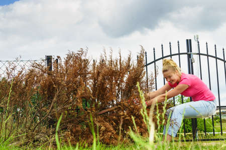 Woman gardener removing withered dried thuja tree from her backyard. Yard work around the house