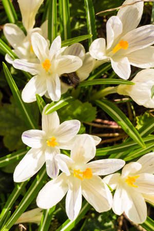 Close up of white crocus in flower garden in bloom during spring weather with beautiful sunlight.の写真素材