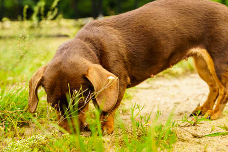 Little dachshund purebreed long bodied short legged small dog playing outside on grass during summer spring weatherの写真素材