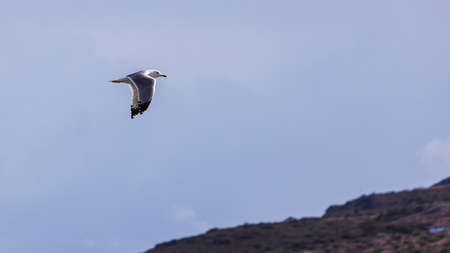 One lonely seagull bird flying above ground on blue dark sky with copy space.の写真素材