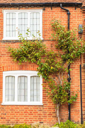 English architecture, nature on buildings concept. Red brick wall with windows and green ivyの写真素材