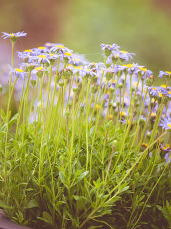 Detailed close up of beautiful green and blue flowers. Floral nature concept.の写真素材