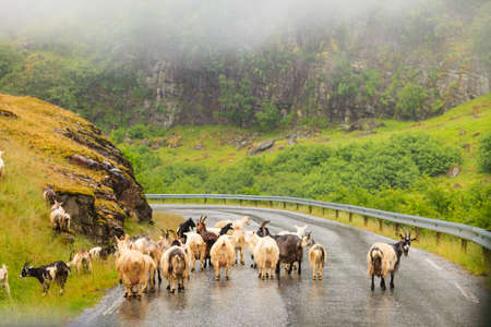 Many goats walking on street during foggy weather. Norway animals, nature concept.の写真素材