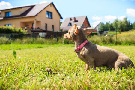 Little pinscher ratter prazsky krysarik crossbreed small dog playing outside on grass during summer spring weatherの写真素材