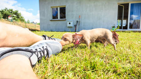 Little pinscher ratter prazsky krysarik crossbreed small dog playing outside with human on grass during summer spring weatherの写真素材