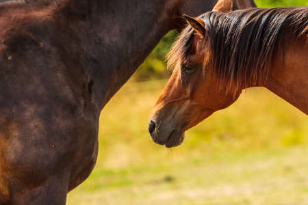 Two brown wild horses on meadow idyllic field. Agricultural mammals animals in natural environment.の写真素材