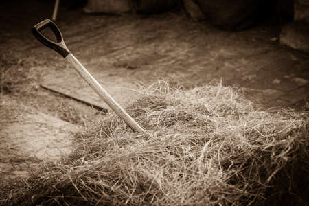 Hay wheat rye pile stack with shovel or rake inside. Agricultural, rural objects concept.の写真素材