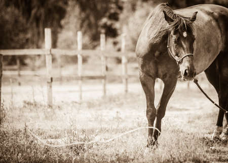 Brown wild horse on meadow idyllic field. Agricultural mammals animals in natural environment.の写真素材