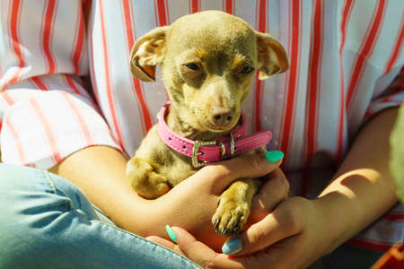Woman playing with little pinscher ratter prazsky krysarik crossbreed hugging small dog outside on grass during summer spring weatherの写真素材