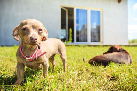 Little pinscher ratter prazsky krysarik crossbreed small dog playing outside on grass during summer spring weatherの写真素材