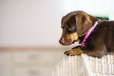 Little dachshund purebreed long bodied short legged small dog sitting relaxing and chilling on sofa couch indoor.の写真素材