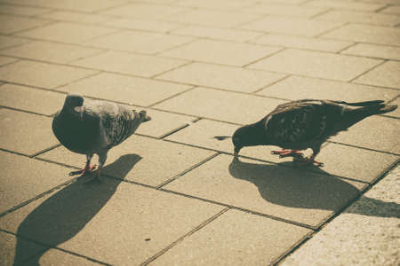 Two grey pigeons wild birds chilling in town on pavement. Sunlight shining on road.