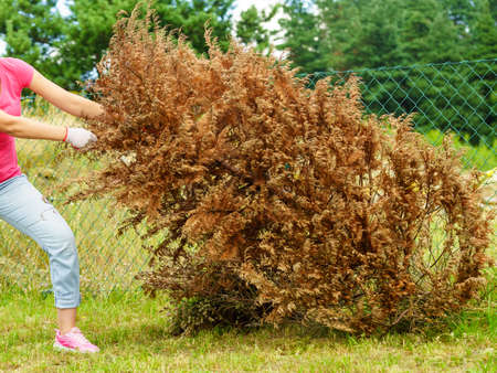 Woman gardener removing withered dried thuja tree from her backyard. Yard work around the houseの写真素材