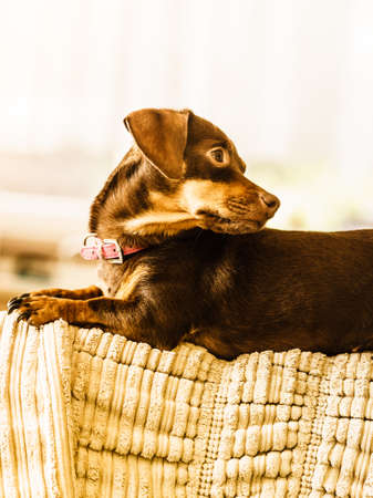 Little dachshund purebreed long bodied short legged small dog sitting relaxing and chilling on sofa couch indoor.の写真素材