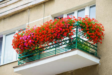 Beautiful red flowers on balcony apartament. Home or flat floral composition decoration.の写真素材