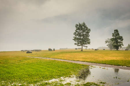 Foggy summer landscape, misty meadow field with trees in Norwayの写真素材