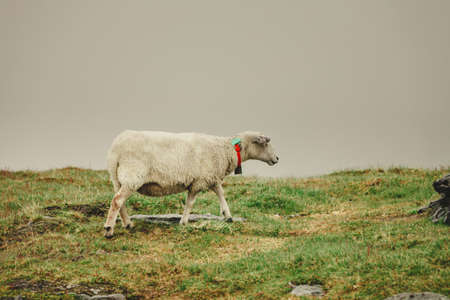 Sheep on pasture, grazing on rock hill during cloudy foggy weather. Animals in natural environment concept.の写真素材