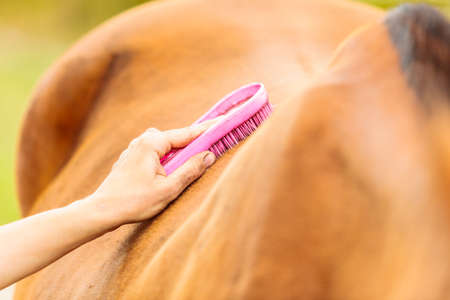 Person taking care of horse, brushing grooming animal after ride. Rural farm animals concept.の写真素材