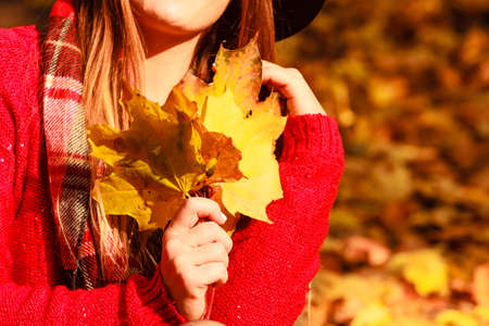 Seasonal weather, outdoor relaxation concept. Woman in autumn park picking gold leaves for autumnal...